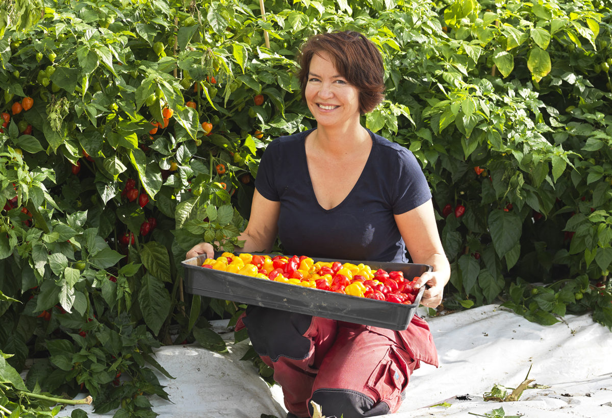 Het sommar med Skånsk Chili