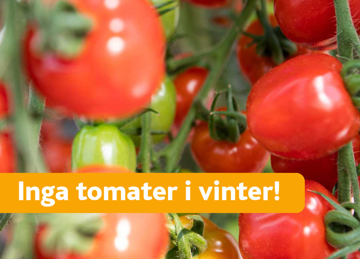 Ingen svensk tomatodling i vinter